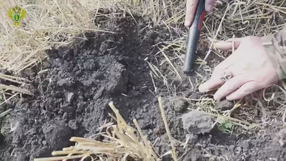 Это могли быть кадры раскопок древнего городища в Пензенской области