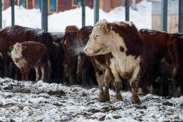 В четырех районах Самарской области ввели карантин из-за бешенства